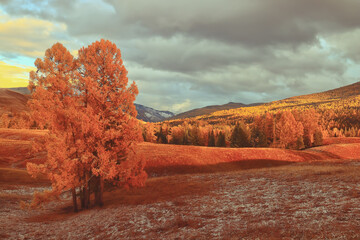 基因组dna提取的原理